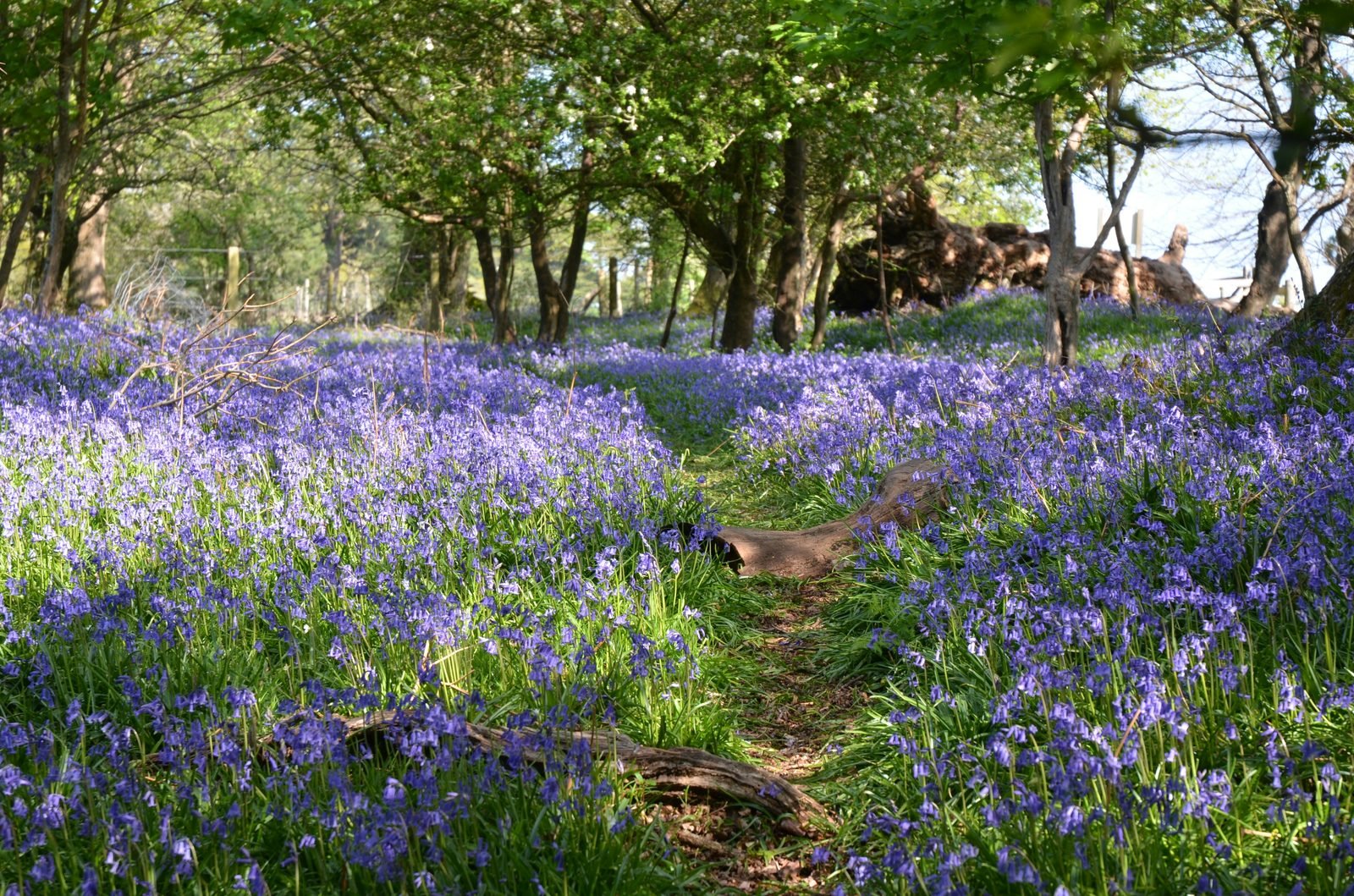 Bluebell woodland path in spring — life continuing after death